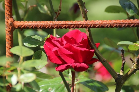 Rosenbogen aus Stahl zur Begrünung mit Kletterrosen, rostfarbig